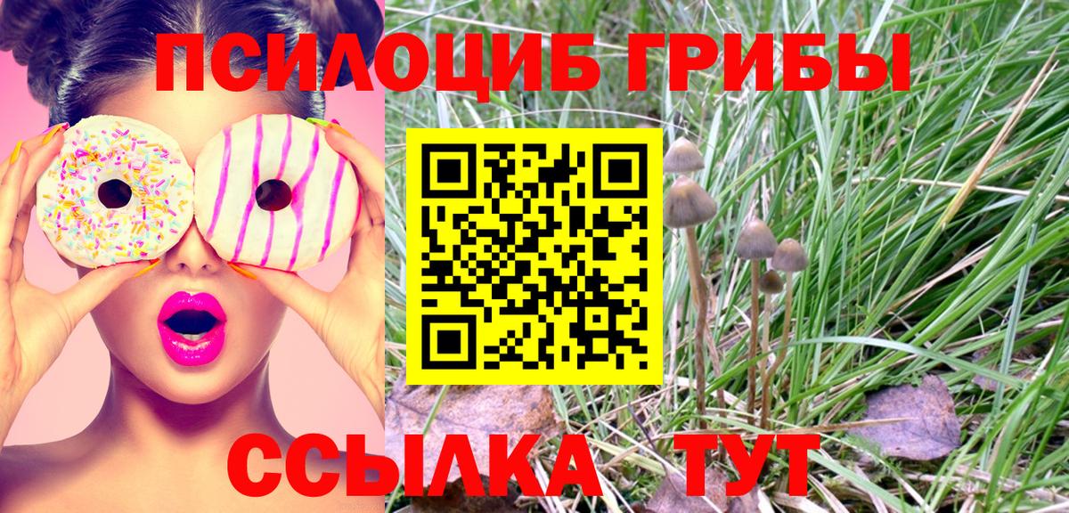 Псилоцибиновые грибы Cubensis Тверь